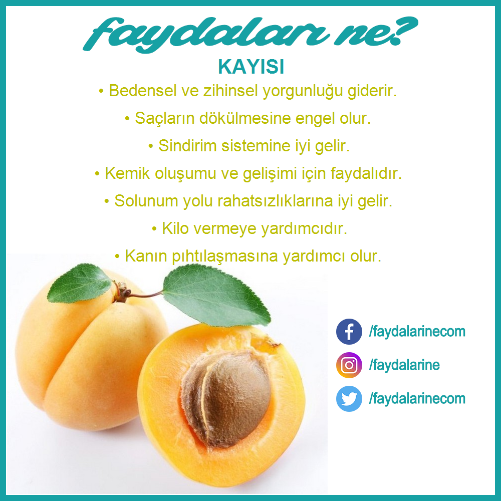 kayısının faydaları nelerdir