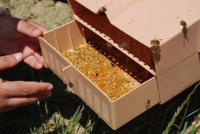 arı poleninin faydaları