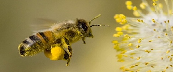 arı poleninin faydaları